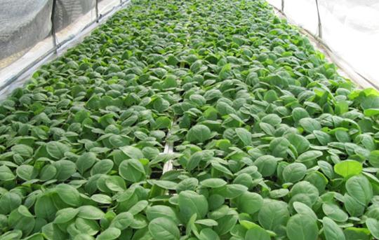 Tobacco seed